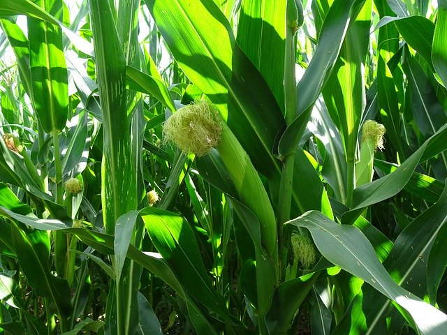 Free picture Corn Plants Cornfield -  to be edited by GIMP free image editor by OffiDocs