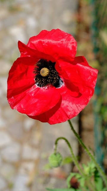 Free download corn poppy poppy flower poppy red free picture to be edited with GIMP free online image editor