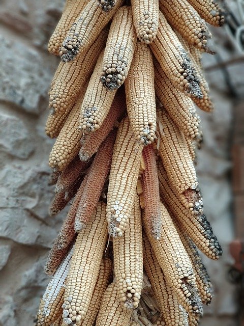 Безкоштовно завантажте Corn Spoiled — безкоштовну фотографію чи зображення для редагування за допомогою онлайн-редактора зображень GIMP