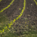 Corn sprouts  screen for extension Chrome web store in OffiDocs Chromium