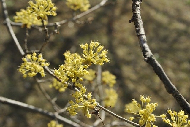 免费下载山茱萸花黄色春天 - 免费照片或图片使用 GIMP 在线图像编辑器编辑