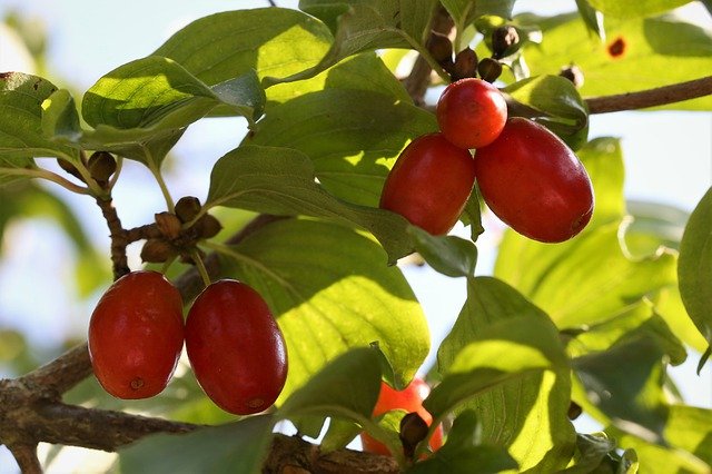 Free download cornus mas cornelian cherry free picture to be edited with GIMP free online image editor