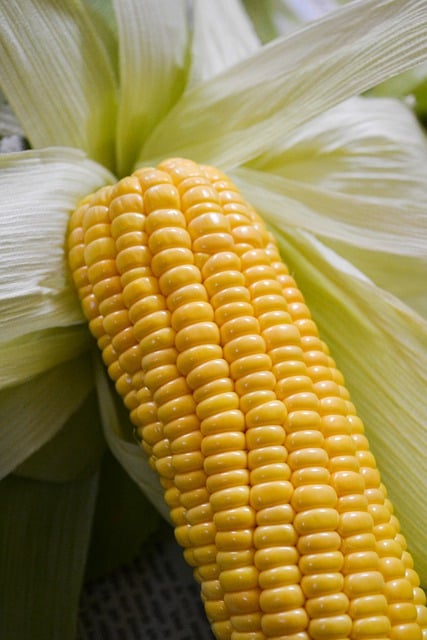 Free download corn vegetable field maize food free picture to be edited with GIMP free online image editor