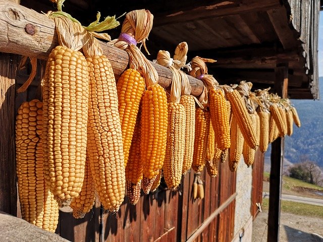 Free download Corn Vegetables Healthy -  free photo or picture to be edited with GIMP online image editor