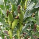 corn wallpaper  screen for extension Chrome web store in OffiDocs Chromium