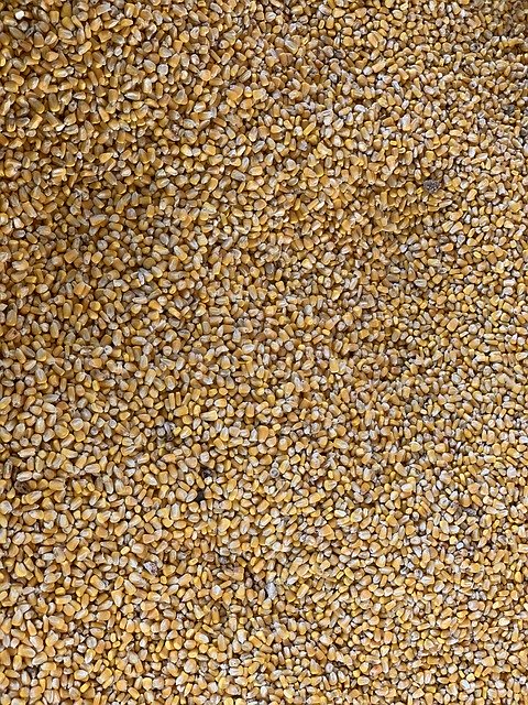Free download Corn Yellow Seeds -  free free photo or picture to be edited with GIMP online image editor