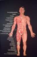 Free download Corpo Humano Musculos free photo or picture to be edited with GIMP online image editor