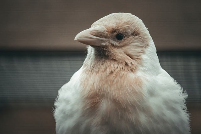 Free download corvus corone cornix crow albino free picture to be edited with GIMP free online image editor