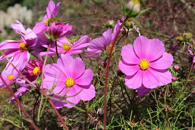 ดาวน์โหลดฟรี Cosmea Flower Cosmos Bipinnatu - ภาพถ่ายหรือรูปภาพฟรีที่จะแก้ไขด้วยโปรแกรมแก้ไขรูปภาพออนไลน์ GIMP