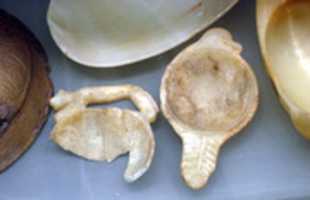Free download Cosmetic spoon with duck-head handle free photo or picture to be edited with GIMP online image editor
