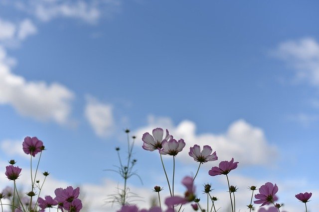 무료 다운로드 코스모스 가을 푸른 하늘 - 무료 사진 또는 김프 온라인 이미지 편집기로 편집할 수 있는 사진