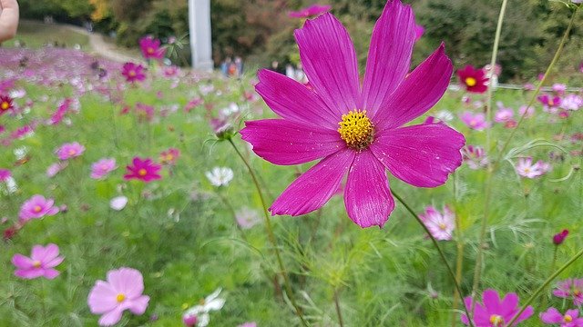 Free download Cosmos Autumn Flowers -  free free photo or picture to be edited with GIMP online image editor