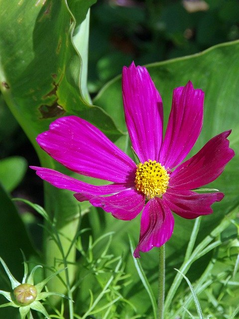 Kostenloser Download Cosmos Bipinnatus Flower - kostenloses Foto oder Bild zur Bearbeitung mit GIMP Online-Bildbearbeitung