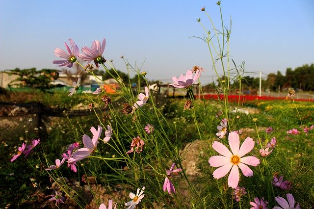 Scarica gratuitamente Cosmos Bipinnatus Flowers Happy: foto o immagine gratuita da modificare con l'editor di immagini online GIMP