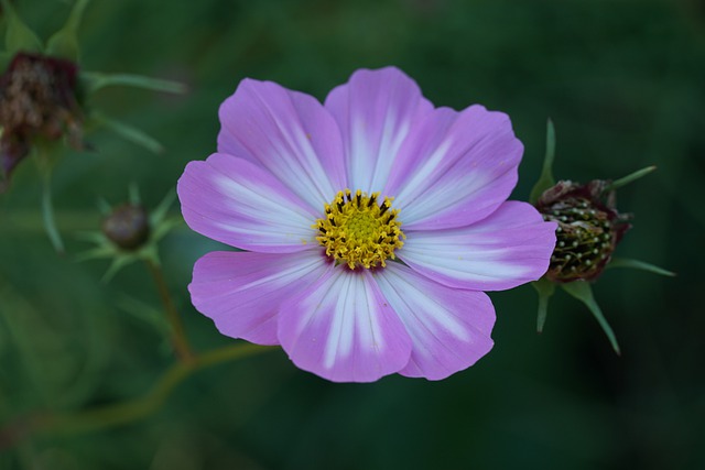 Free download cosmos botany flower flora nature free picture to be edited with GIMP free online image editor