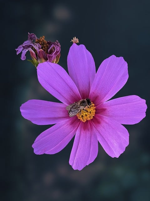 Free download cosmos flower bee insect plant free picture to be edited with GIMP free online image editor