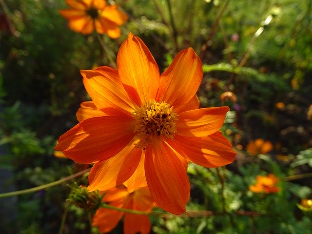 Free download Cosmos Flower Petals -  free photo or picture to be edited with GIMP online image editor
