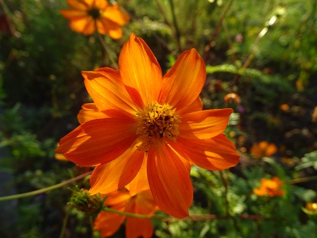 Cosmos Flower Petals സൗജന്യ ഡൗൺലോഡ് - GIMP ഓൺലൈൻ ഇമേജ് എഡിറ്റർ ഉപയോഗിച്ച് എഡിറ്റ് ചെയ്യേണ്ട സൗജന്യ ഫോട്ടോയോ ചിത്രമോ