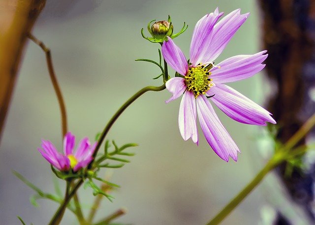 Kostenloser Download Cosmos Flower Pink - kostenloses Foto oder Bild zur Bearbeitung mit GIMP Online-Bildbearbeitung