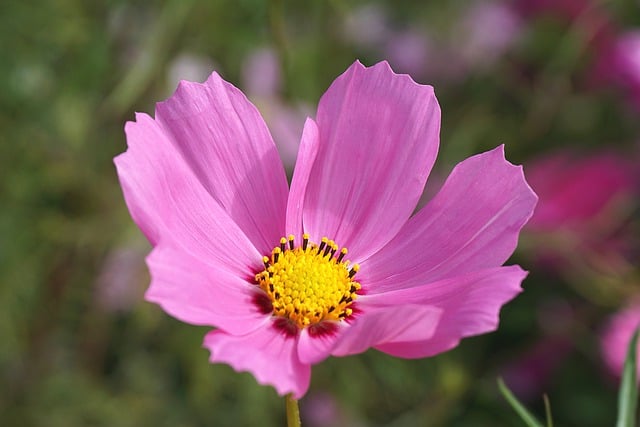 Free download cosmos flower pink flower cosmea free picture to be edited with GIMP free online image editor