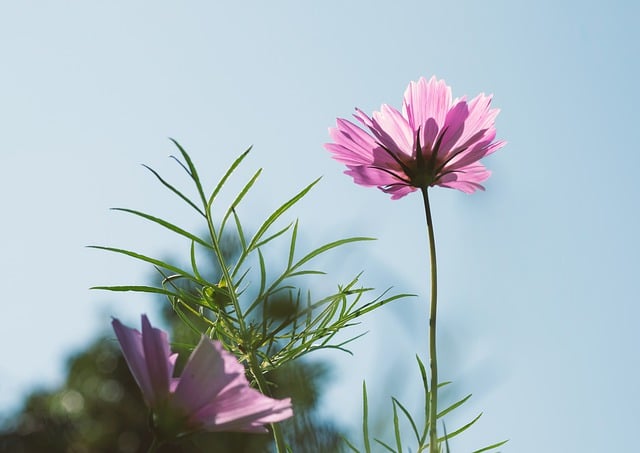 Free download cosmos flower pink flower petals free picture to be edited with GIMP free online image editor