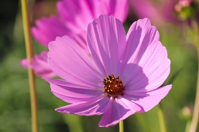 Free download cosmos flower plant cosmos flower free picture to be edited with GIMP free online image editor