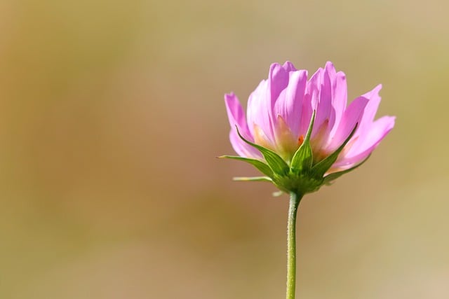 Free download cosmos flower plant pink flower free picture to be edited with GIMP free online image editor
