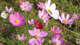 Free download Cosmos Flowers Nature -  free video to be edited with OpenShot online video editor