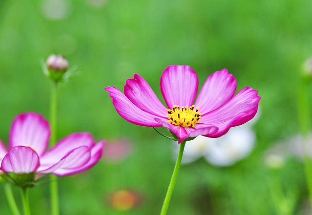Free download cosmos flowers pink flower petals free picture to be edited with GIMP free online image editor
