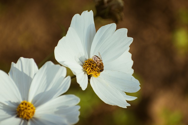 Free download cosmos flowers plant bee insect free picture to be edited with GIMP free online image editor