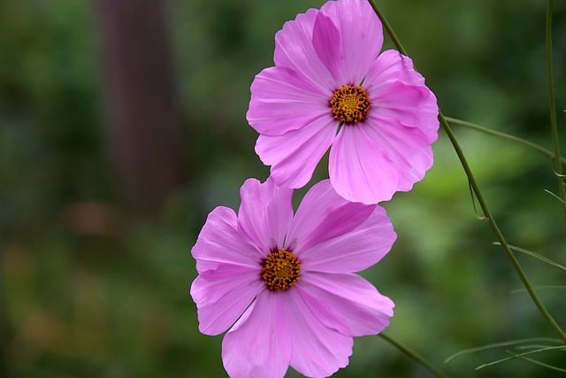 Free download cosmos flowers plants color pink free picture to be edited with GIMP free online image editor