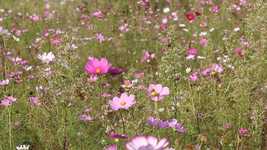 Free download Cosmos Flowers Wallpaper -  free video to be edited with OpenShot online video editor