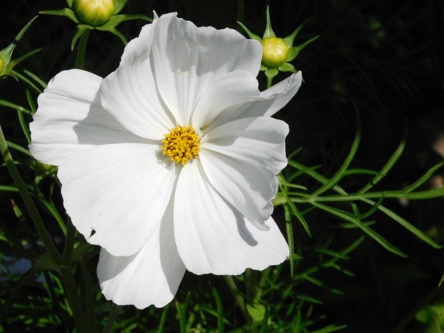 Free download Cosmos Flower White Plant -  free photo or picture to be edited with GIMP online image editor