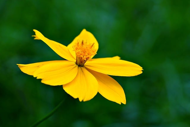 Free download cosmos flower yellow flower petals free picture to be edited with GIMP free online image editor