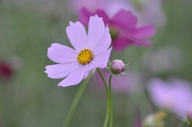 Descărcare gratuită Cosmos Plants - fotografie sau imagini gratuite pentru a fi editate cu editorul de imagini online GIMP