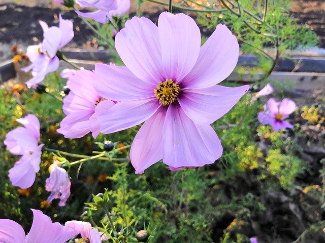 Free download Cosmos Violet Lilac -  free photo or picture to be edited with GIMP online image editor