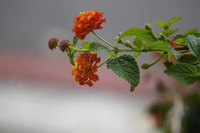 मुफ्त डाउनलोड कॉसमॉस जंगली फूल - जीआईएमपी ऑनलाइन छवि संपादक के साथ संपादित करने के लिए मुफ्त फोटो या तस्वीर