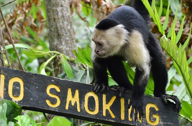Descărcare gratuită Costa Rica Capuchin Puerto - fotografie sau imagini gratuite pentru a fi editate cu editorul de imagini online GIMP
