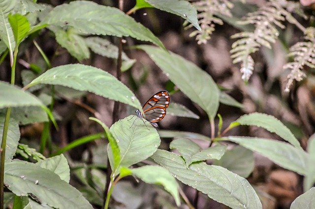 Free download Costa Rica Central America -  free photo or picture to be edited with GIMP online image editor