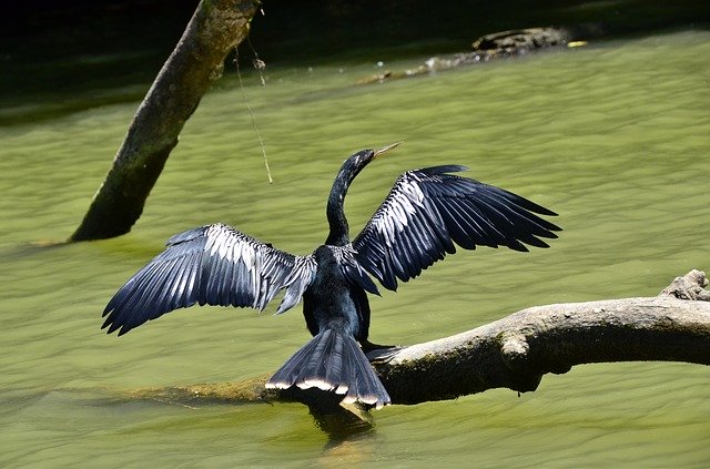 Free download Costa Rica Darter -  free photo or picture to be edited with GIMP online image editor