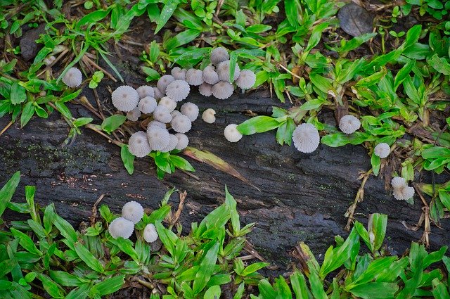 Descarga gratuita Vegetación de hongos de Costa Rica: foto o imagen gratuita para editar con el editor de imágenes en línea GIMP