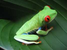 Free download Costa Rican Frog free photo or picture to be edited with GIMP online image editor