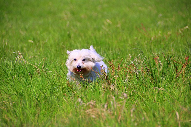 Free graphic coton de tulear dog meadow running to be edited by GIMP free image editor by OffiDocs