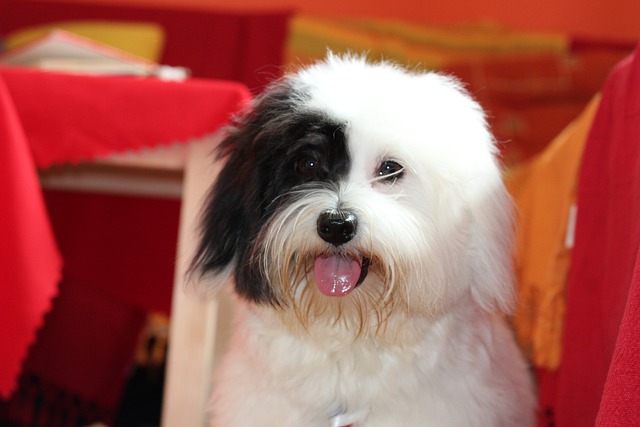 Free download coton de tulear dog puppy white dog free picture to be edited with GIMP free online image editor