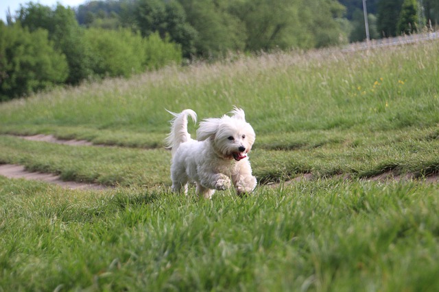 Безкоштовно завантажте безкоштовне зображення Coton de tulear dog run race для редагування за допомогою безкоштовного онлайн-редактора зображень GIMP