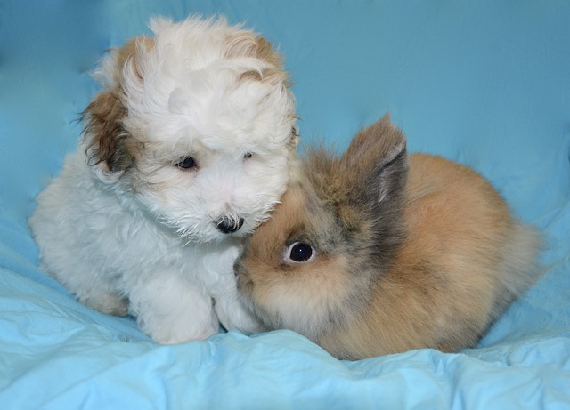 Free download coton de tulear puppy dwarf rabbit free picture to be edited with GIMP free online image editor