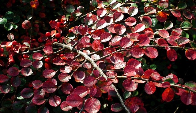 Free download Cotoneaster Bush Foliage -  free photo or picture to be edited with GIMP online image editor