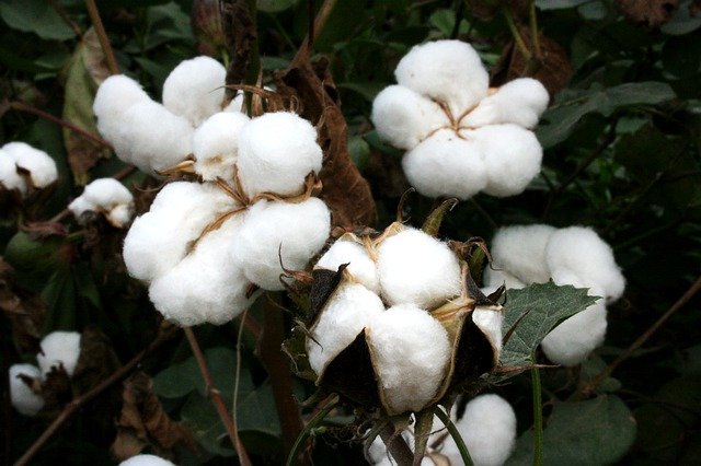قم بتنزيل صورة مجانية من القطن bt cotton gmo biotech cotton ليتم تحريرها باستخدام محرر الصور المجاني عبر الإنترنت من GIMP