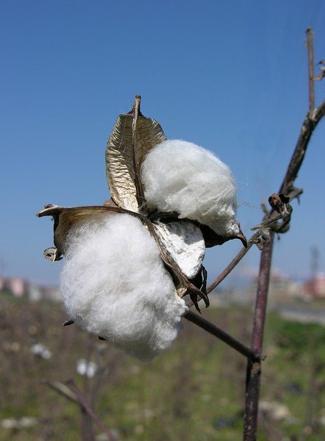 Téléchargement gratuit de Cotton Capsule Shrub - photo ou image gratuite à modifier avec l'éditeur d'images en ligne GIMP