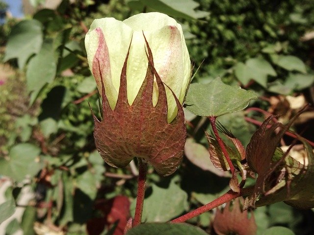 Bezpłatne pobieranie Cotton Flower Gossypium Herbaceum - bezpłatne zdjęcie lub obraz do edycji za pomocą internetowego edytora obrazów GIMP